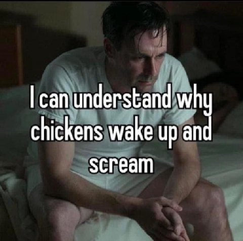 can understand why chickens wake up and scream