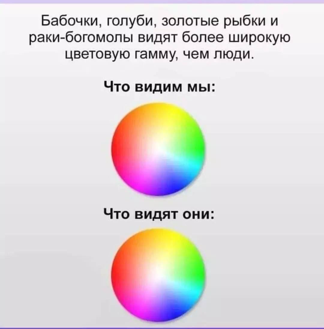 Бабочки, голуби, золотые рыбки и раки-богомолы видят более широкую цветовую гамму, чем люди. Что видим мы: Что видят они: