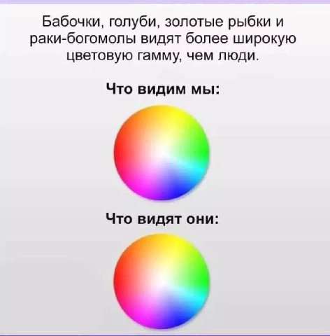 Бабочки, голуби, золотые рыбки и раки-богомолы видят более широкую цветовую гамму, чем люди. Что видим мы: Что видят они: