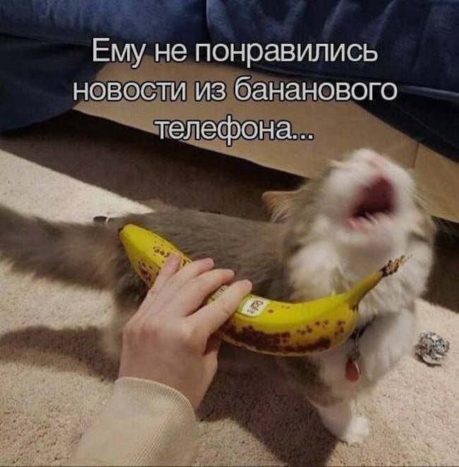 Ему не понравились новости из бананового телефона...