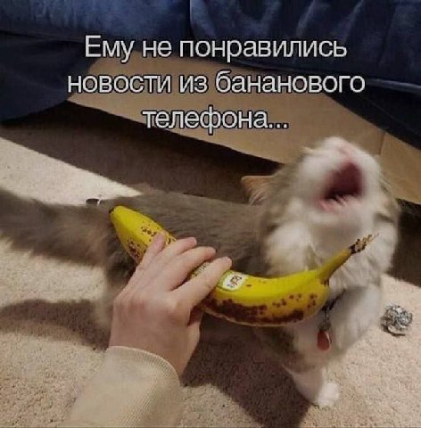 Ему не понравились новости из бананового телефона...