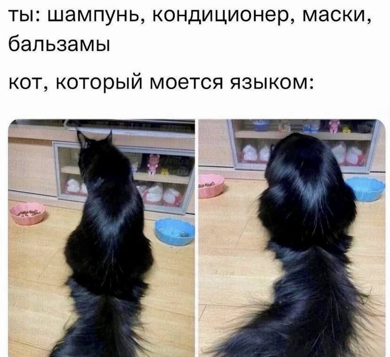 ты: шампунь, кондиционер, маски, бальзамы кот, который моется языком: