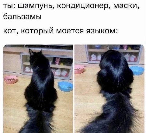 ты: шампунь, кондиционер, маски, бальзамы кот, который моется языком: