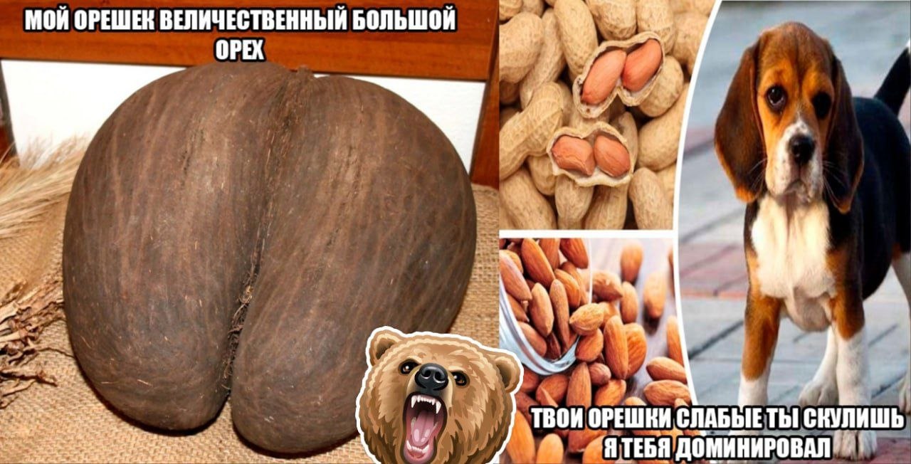 МОЙ ОРЕШЕК ВЕЛИЧЕСТВЕННЫЙ БОЛЬШОЙ ОРЕХ i и А 4, ТВОИ ОРЕШКИ СЛАБЫЕ ТЫ СКУЛИШЬ ДОМИНИРОВАЛ