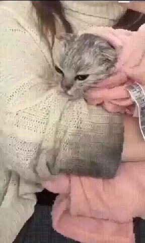 мем