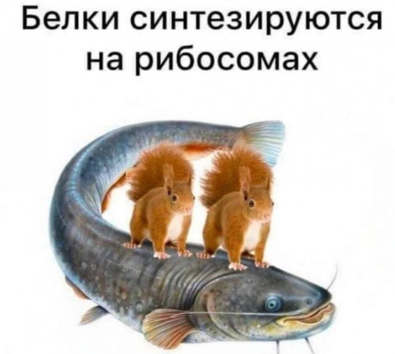 Белки синтезируются на рибосомах