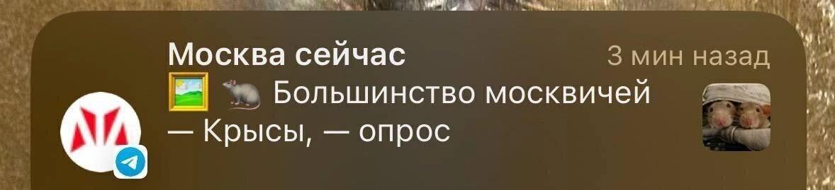 Москва сейчас 3 мин назад Большинство москвичей Крысы, опрос