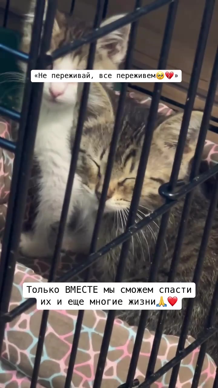 ДЕНЬ СТОЛЬНИКА

100₽ - кажется, такая маленькая сумма. Ну что на них сейчас можно купить?
Но когда 100₽ жертвуют 10-50-100 человек - это становится огромным подспорьем для приюта. 
И приют может купит