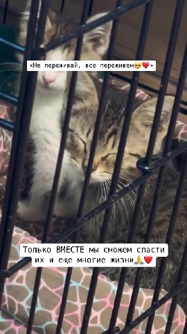 ДЕНЬ СТОЛЬНИКА

100₽ - кажется, такая маленькая сумма. Ну что на них сейчас можно купить?
Но когда 100₽ жертвуют 10-50-100 человек - это становится огромным подспорьем для приюта. 
И приют может купит