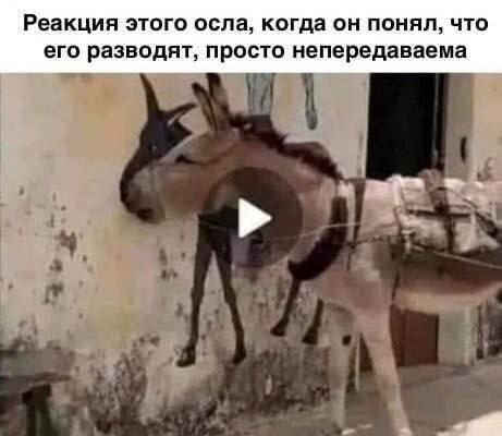 Реакция этого осла, когда он понял, что его разводят, просто непередаваема