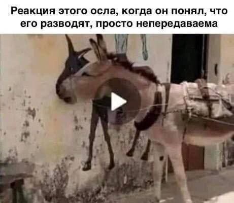 Реакция этого осла, когда он понял, что его разводят, просто непередаваема