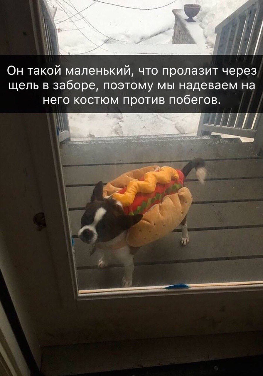 Он такой маленький, что пролазит через щель в заборе, поэтому мы надеваем на него костюм против побегов.