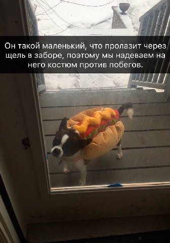 Он такой маленький, что пролазит через щель в заборе, поэтому мы надеваем на него костюм против побегов.