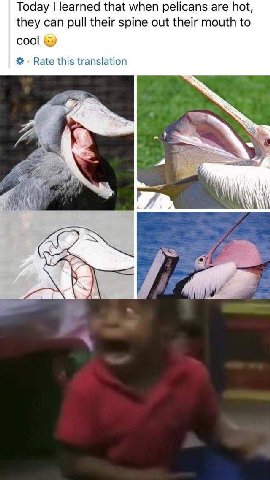 Today learned that when pelicans are hot, they can pull their spine out their mouth to cool Rate this translation ААА A