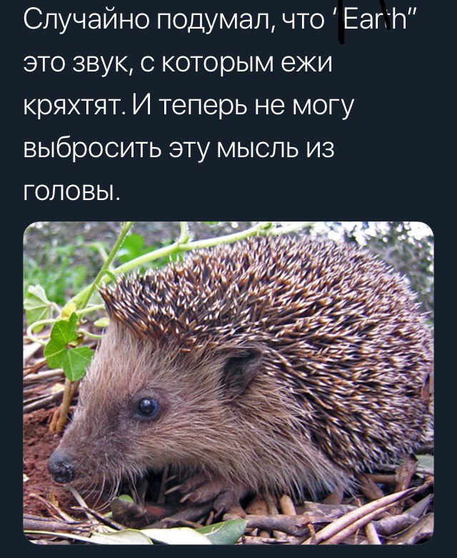 Случайно подумал, что это звук, с которым ежи кряхтят. И теперь не могу выбросить эту мысль из ГОЛОВЫ. 7 4 Vip SSS Sop