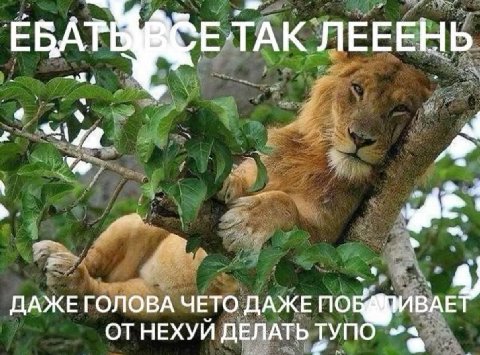 ЕВА ТАК ЛЕЕЕНЬ a ДАЖЕ ГОЛОВА ЧЕТО ДАЖЕ ПО ОТНЕХУЙ ДЕЛАТЬ