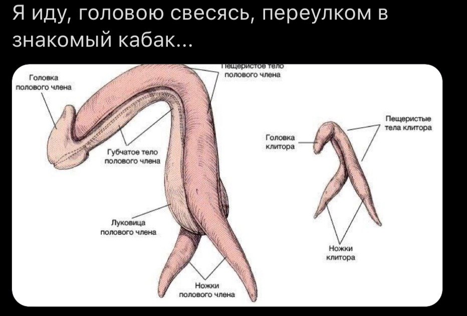 Я иду, головою свесясь, переулком в знакомый кабак... щери О Головка 7 полового члена полового члена Пещеристые Головка клитора Губчатое тело полового члена Луковица полового члена Ножки клитора i пол