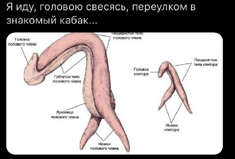 Я иду, головою свесясь, переулком в знакомый кабак... щери О Головка 7 полового члена полового члена Пещеристые Головка клитора Губчатое тело полового члена Луковица полового члена Ножки клитора i пол