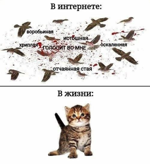 В интернете: воробьиная Han~