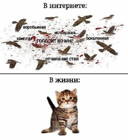 В интернете: воробьиная Han~