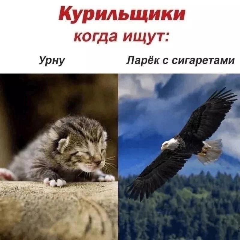 Курильщики когда ищут. Урну Ларёк с сигаретами