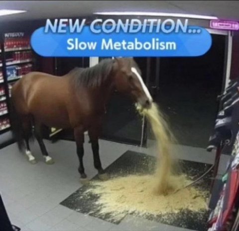 Slow Metabolism