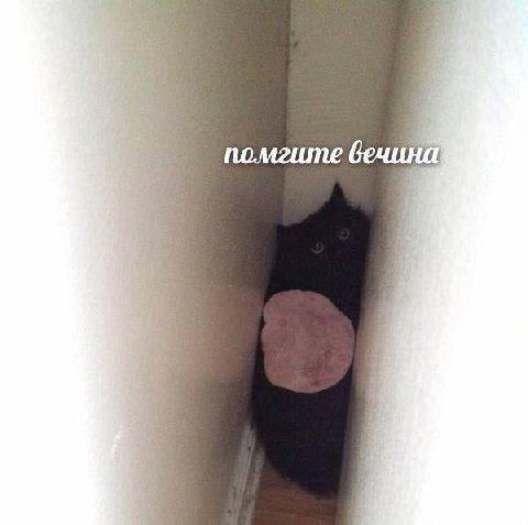 помгите