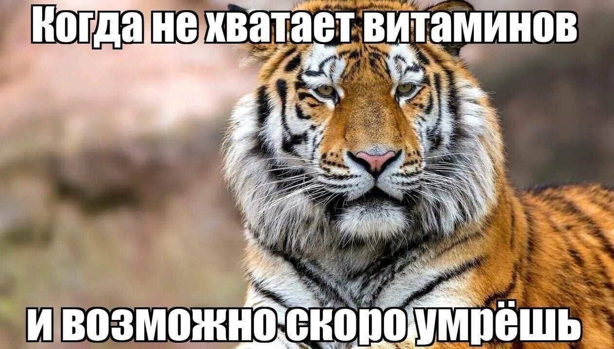 Kor не хватает витаминов я в. i: 3