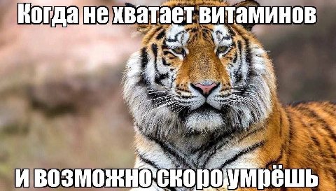 Kor не хватает витаминов я в. i: 3