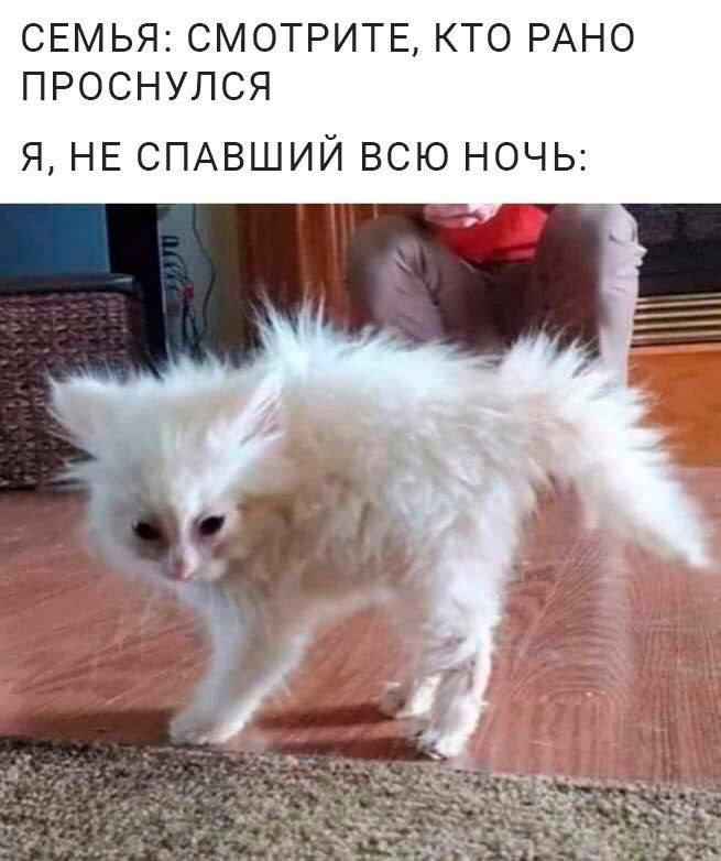 СЕМЬЯ: СМОТРИТЕ, КТО РАНО ПРОСНУЛСЯ Я, НЕ СПАВШИЙ ВСЮ НОЧЬ: