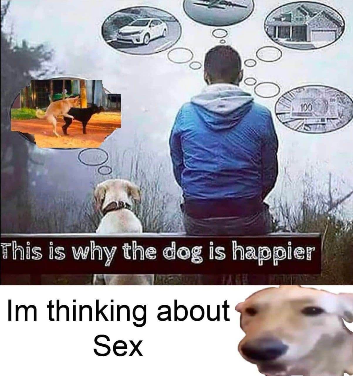 iil This is the dog i is thinking about Sex