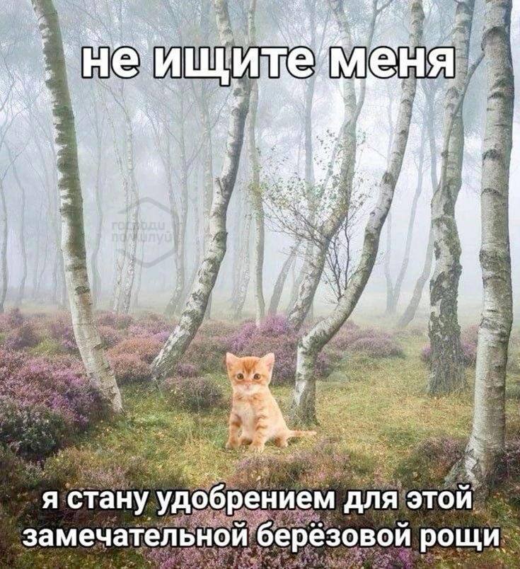 43 at He у i К at я стану удобрением для этой замечательной берёзовой рощи