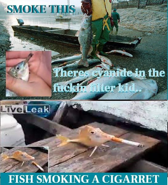 4 Theres cyanide in the и FISH SMOKING А CIGARRET
