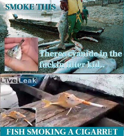 4 Theres cyanide in the и FISH SMOKING А CIGARRET