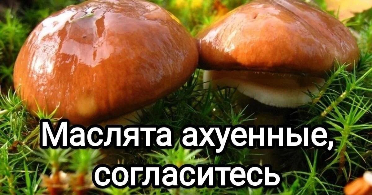 Маслята ахуенные, согласитесь
