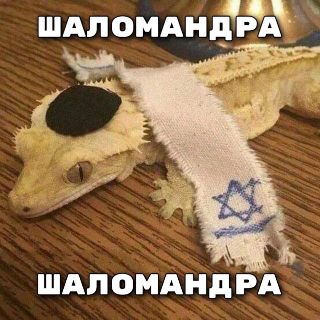 ШАЛ ОМАНДРА ШАЛОМАНДРА