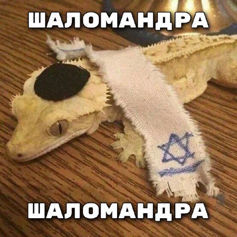 ШАЛ ОМАНДРА ШАЛОМАНДРА