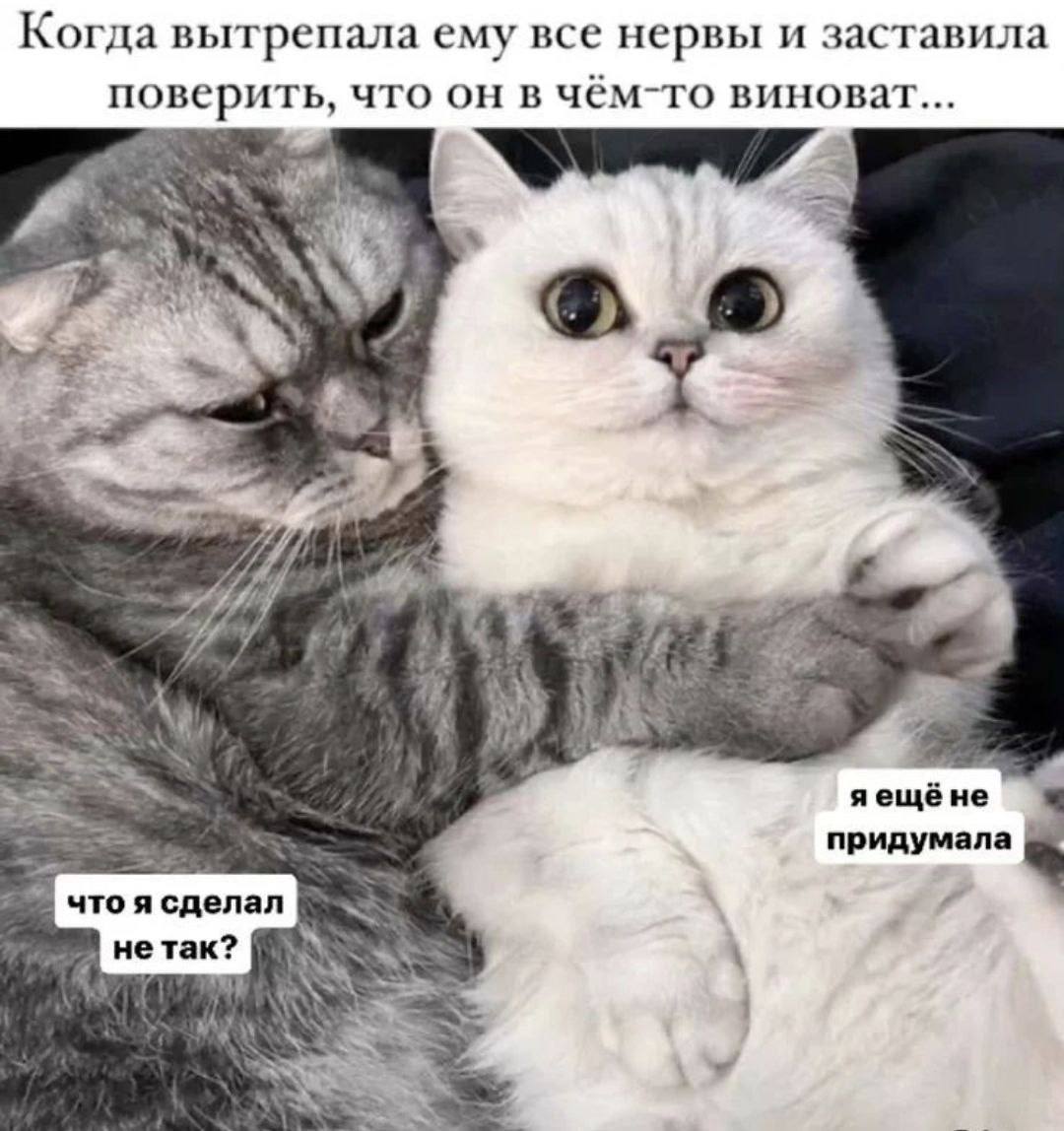 Когда вытрепала ему все нервы и заставила поверить, что он в чём-то виноват... i 2 3 oF aewé He чтоясделал В He TaK? ASS