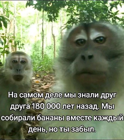 9 у У у На самом деле мы знали друг друга 180 000 лет назад. Мы собирали бананы вместе каждый день, но ты забыл.