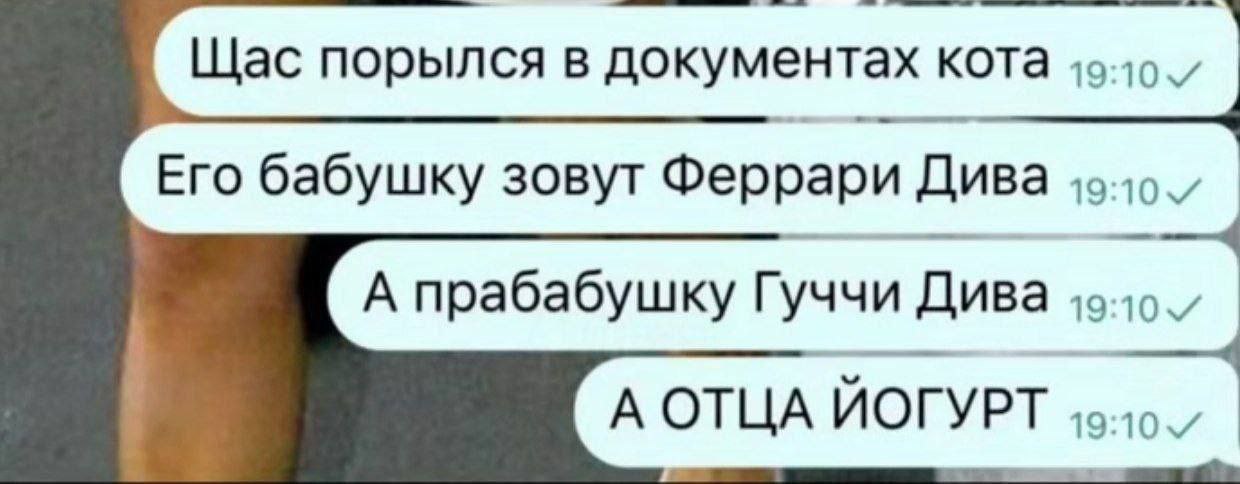 Щас порылся в документах кота Его бабушку зовут Феррари Дива А прабабушку Гуччи Дива А ОТЦА ЙОГУРТ