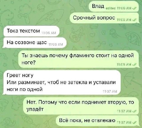 Влад edited 11:06 Срочный вопрос ayy Тока текстом На созвоне щас Ты знаешь почему фламинго стоит на одной ноге? 11:06 Греет ногу Или разминает, чтоб He затекла и уставали ноги по одной Нет. Потому что