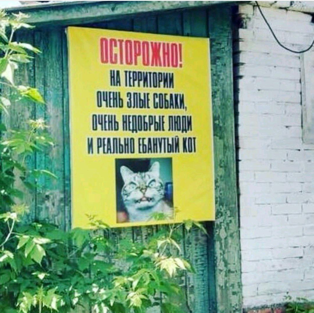 ЗЛЫЕ СОБАКИ, ОЧЕНЬ НЕДОБРЫЕ КОТ