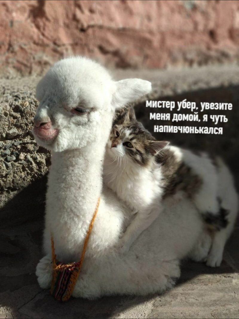 к мистер убер, увезите меня домой, я чуть напивчюнькался