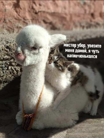 к мистер убер, увезите меня домой, я чуть напивчюнькался