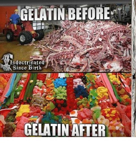 GELATIN у ated GELATIN AFTER