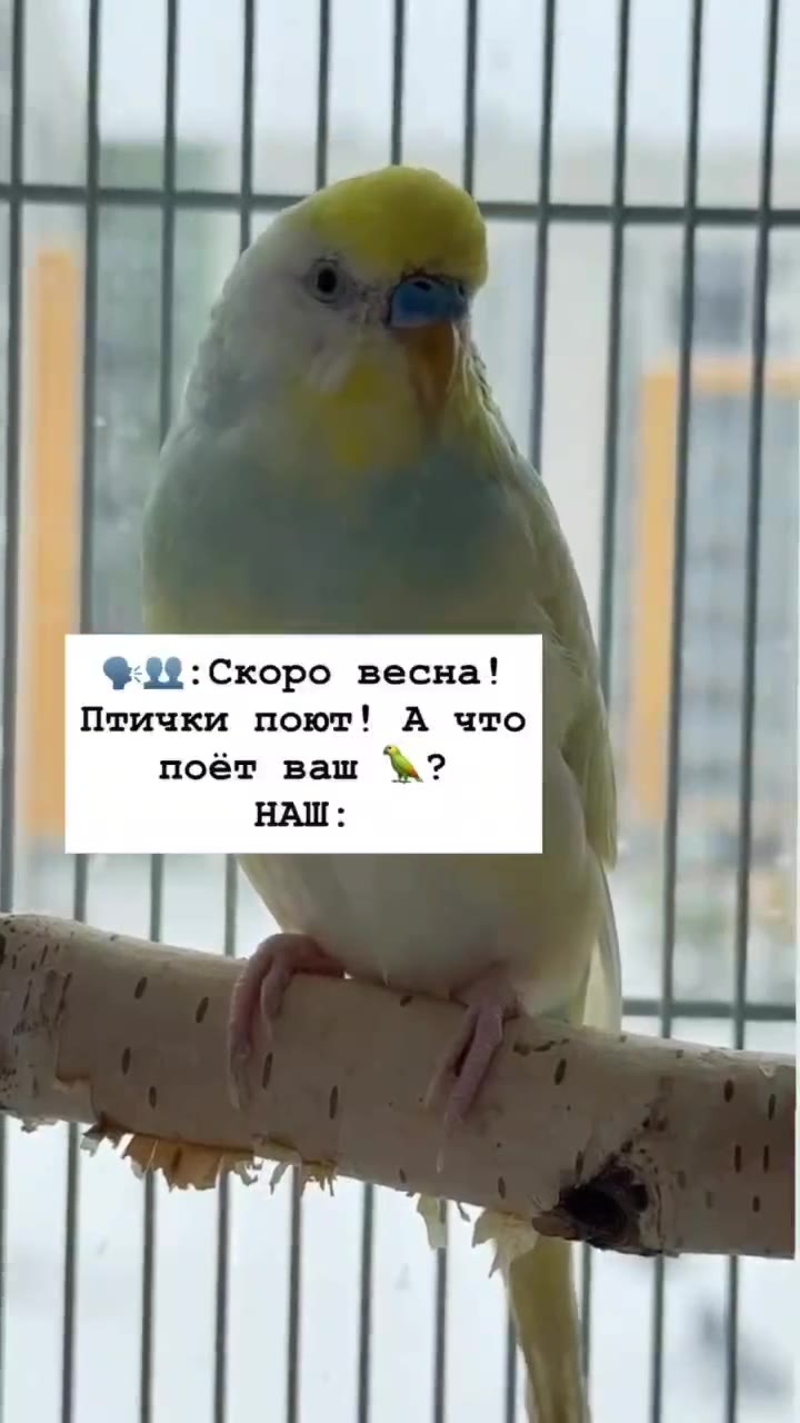 Птички поют! А что \