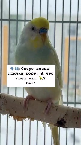 Птички поют! А что \