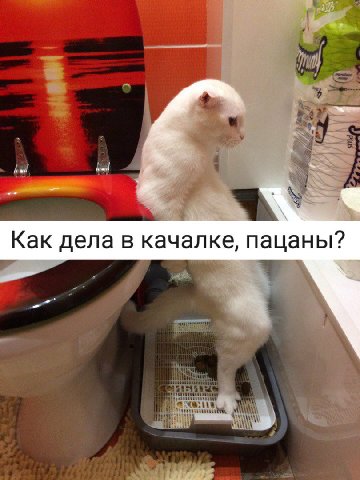 Как дела в качалке, пацаны?