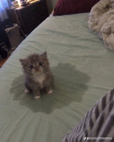 @hardcatmemes