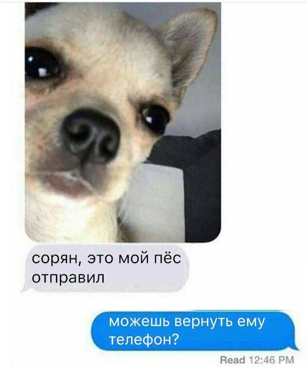 3 7 сорян, это мой пёс отправил можешь вернуть ему телефон? Read 12:46